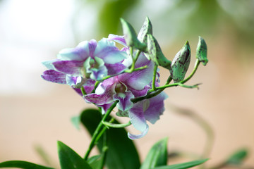 pink dendrobium orchids in garden background