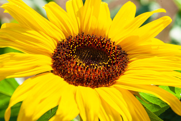 Obraz premium Bee on sunflower in the sunshine.