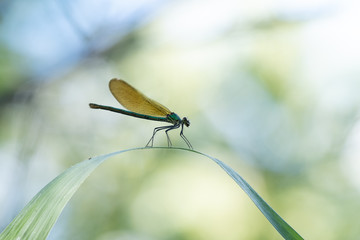 Libellule bleu irisée posée sur une branche