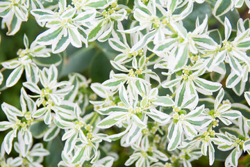 white small flowers on blurry green leaf background close-up