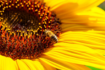 Bee on sunflower in the sunshine.