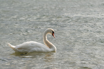 White swan swimming and looking for food under water in the lake. Beautiful wild swan bird floating on the water surface and feeding