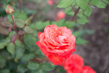 pink flowers in dew on green leaf background close-up