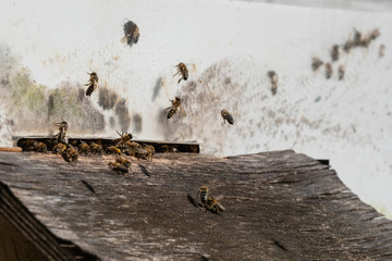 A lot of bees entering beehive with collected honey. Bees collecting nectar from flowers and putting into hexagonal cells after returning to bee hive