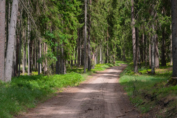 Fototapeta na wymiar Gravel and sand road in the pine forest. Diminishing perspective of the path in the woods. Walking or driving through the trees on the forrest road with green grass on the sides