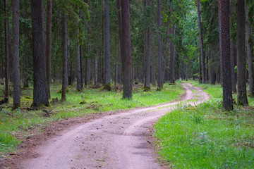 Gravel and sand road in the pine forest. Diminishing perspective of the path in the woods. Walking or driving through the trees on the forrest road with green grass on the sides