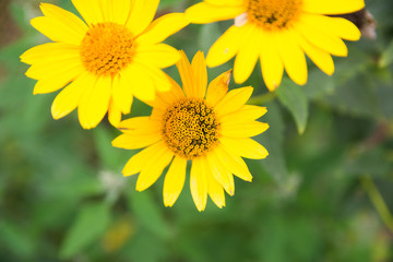 yellow flowers on blurry green leaf background close-up