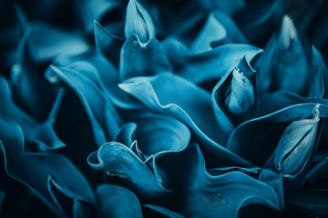 Abstract flora natural cyan blue background from flowers, macro photo