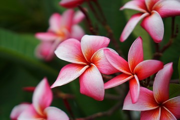 Pink plumeria flowers in the garden 