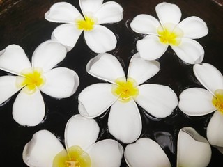 Fototapeta premium White plumeria 