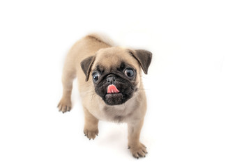 Funny pug Puppy on a white background.