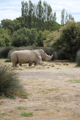 Naklejka premium rhinocéros dans un zoo