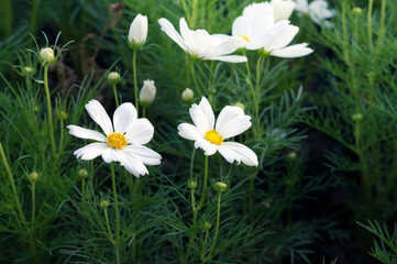White flowers in garden,nature background.