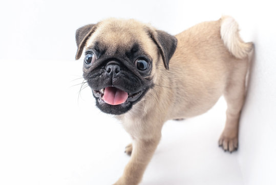 Funny Pug Puppy On A White Background.