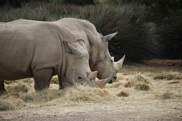 Fototapeta premium rhino