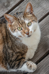 Portrait of common big happy male cat lying at balcony, closeup, details