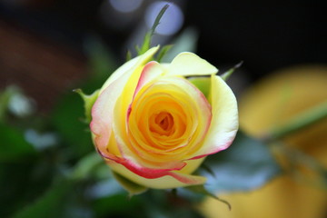 Cute yellow rose with pink