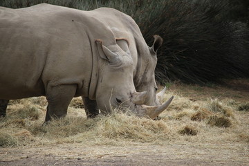 rhinocérus
