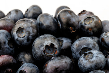 Bilberry