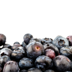 Bilberry