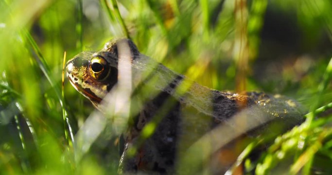 Close-up frog in the wild. hid among leaves and sticks. Macro shooting
