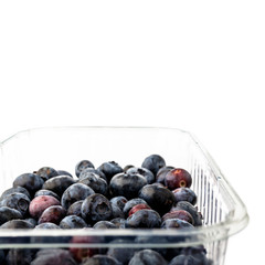Bilberry