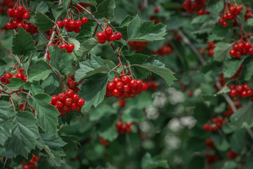 red berries of hawthorn on a branch, ripe clusters among green leaves, vitatmines from a branch, autumn landscape