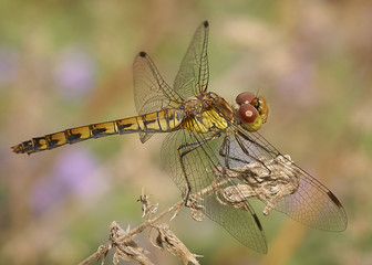Heidelibelle