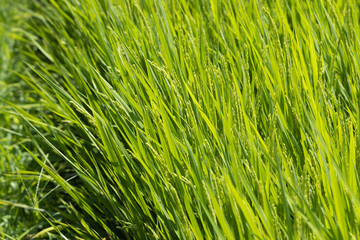 Fototapeta na wymiar 実が生り始めた美しい稲