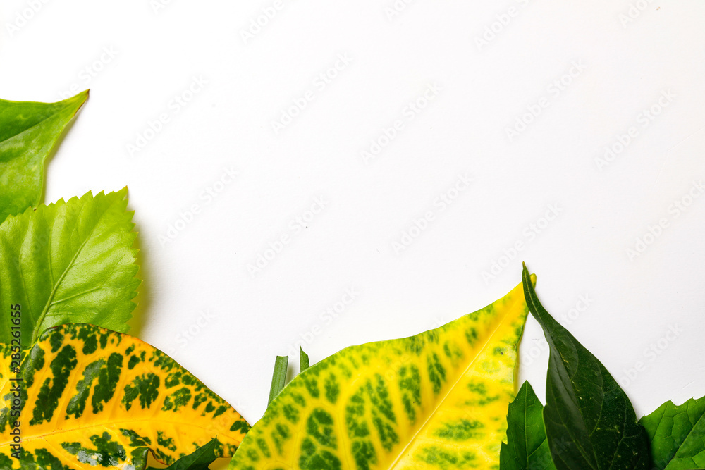 Poster green leaves on white background with copy space