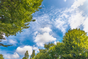 青空と新緑の木
