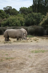 Fototapeta premium rhino