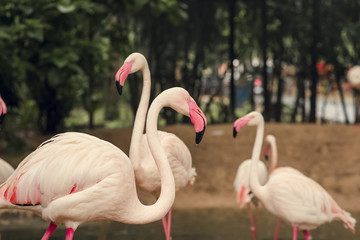 flamingo in zoo