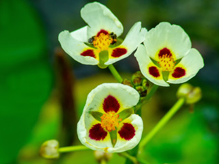 Heartsease Viola tricolor (VYE-oh-luh TRYE-kol-or) in garden, Moscow region, Russia