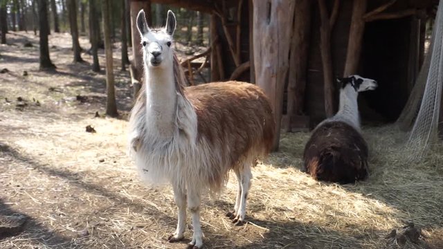 Llamas at the zoo . Lama looks at the camera. Llamas in the pen behind the net.