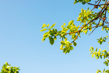 Green branches and blue sky in springtime