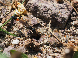 Gemeine Sandwespe, Ammophila sabulosa