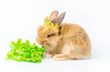 Brown Rabbit Wearing a golden crown eating lettuce on white background.