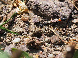 Gemeine Sandwespe, Ammophila sabulosa