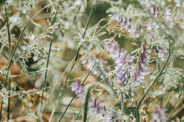 Light nature blurred background toned with pastel color beige and cool muted hues.