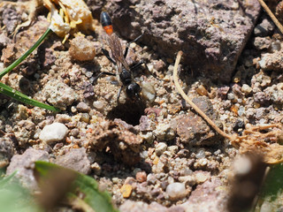 Gemeine Sandwespe, Ammophila sabulosa