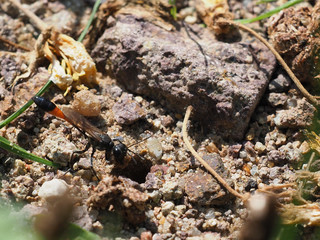 Gemeine Sandwespe, Ammophila sabulosa