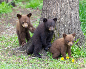Black Bear cubs in Orr, Minnesota © Dennis Donohue