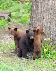 Black Bear cubs in Orr, Minnesota