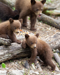 Fototapeta premium Black Bear cubs in Orr, Minnesota