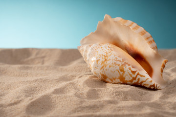 Fototapeta na wymiar Natural sea shells, a safe enclosure for marine life. Travel and relaxation.