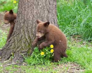 Fototapeta na wymiar Black Bear cubs in Orr, Minnesota