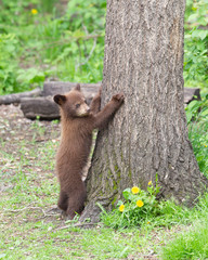 Fototapeta premium Black Bear cubs in Orr, Minnesota