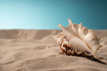 Natural sea shells, a safe enclosure for marine life. Travel and relaxation.