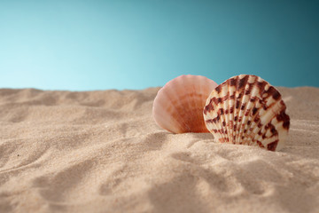 Natural sea shells, a safe enclosure for marine life. Travel and relaxation.